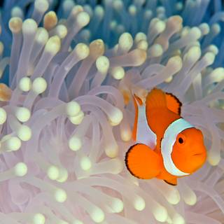 Sea animal 4k wallpaper