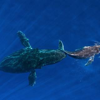 Sea animal 4k wallpaper