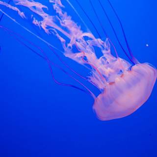 Sea animal 4k wallpaper