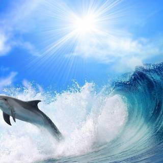 Sea animal 4k wallpaper