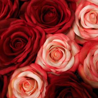White and red roses 4k wallpaper