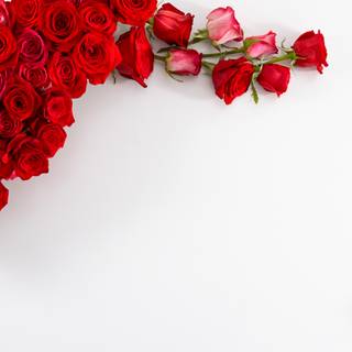 White and red roses 4k wallpaper