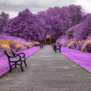 4k mobile purple wallpaper