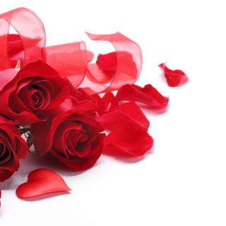 White and red roses 4k wallpaper