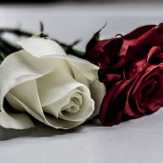 White and red roses 4k wallpaper