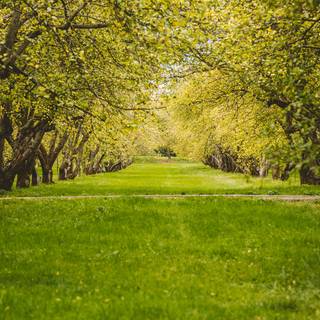 4k gardens wallpaper