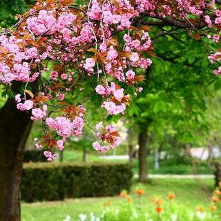 4k gardens wallpaper