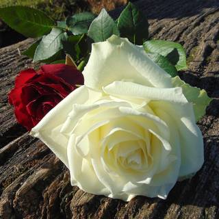 White and red roses 4k wallpaper