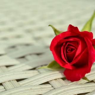 White and red roses 4k wallpaper