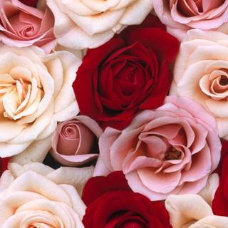 Pink and red desktop wallpaper