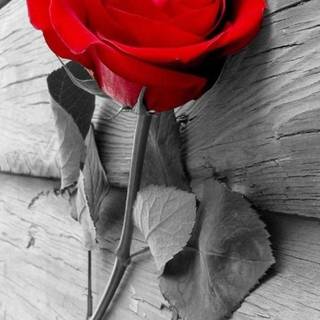 Red rose 4k phone wallpaper