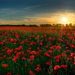 4k gardens wallpaper