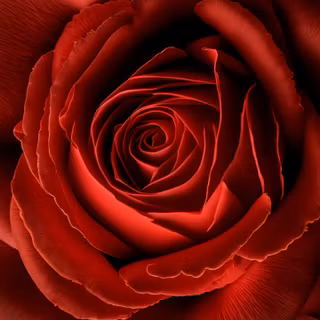 Red rose 4k phone wallpaper