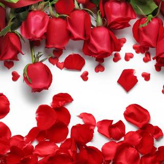 White and red roses 4k wallpaper