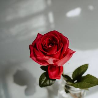 White and red roses 4k wallpaper