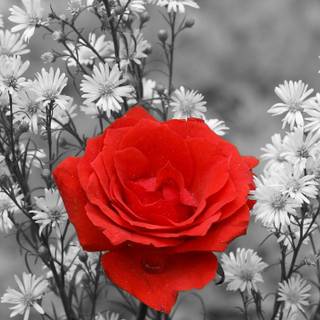 White and red roses 4k wallpaper