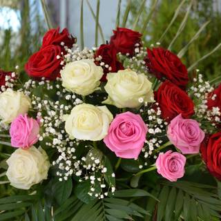 White and red roses 4k wallpaper