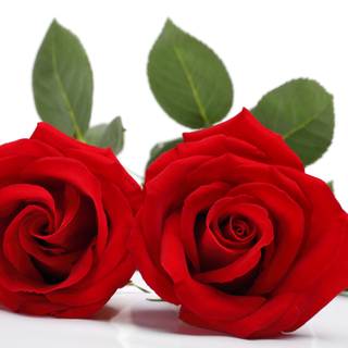 White and red roses 4k wallpaper