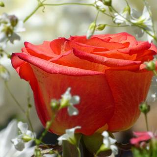 White and red roses 4k wallpaper