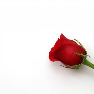 White and red roses 4k wallpaper