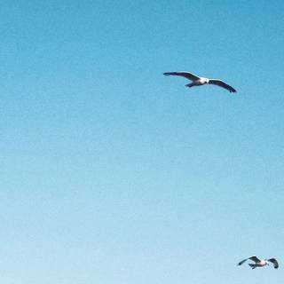 1989 Taylor's Version wallpaper