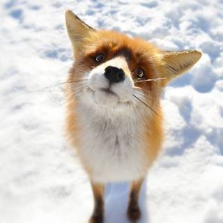 Fox iPad wallpaper