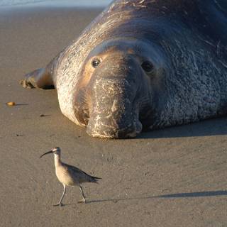 Elephant seal wallpaper