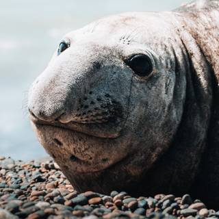 Elephant seal wallpaper