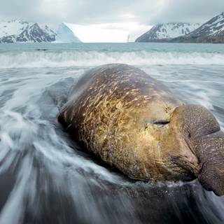 Elephant seal wallpaper