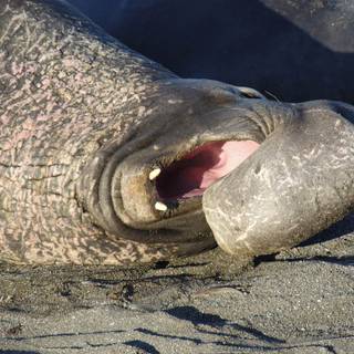 Elephant seal wallpaper