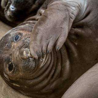 Elephant seal wallpaper