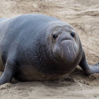 Elephant seal wallpaper