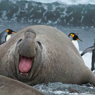 Elephant seal wallpaper