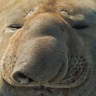 Elephant seal wallpaper