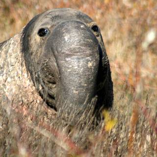 Elephant seal wallpaper