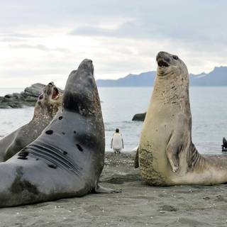 Elephant seal wallpaper