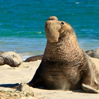 Elephant seal wallpaper