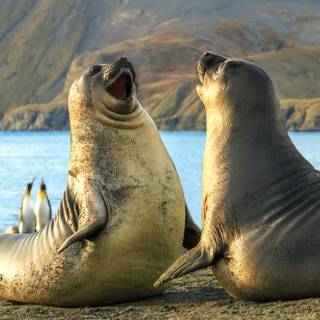 Elephant seal wallpaper