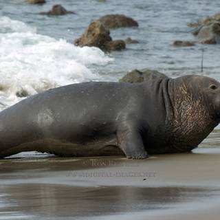 Elephant seal wallpaper