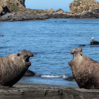 Elephant seal wallpaper