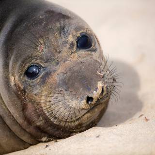 Elephant seal wallpaper
