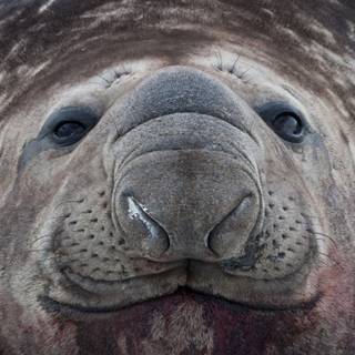 Elephant seal wallpaper