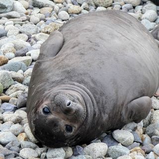 Elephant seal wallpaper