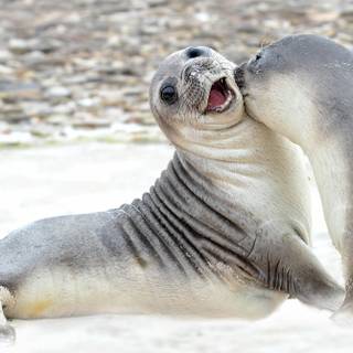 Elephant seal wallpaper