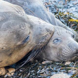 Elephant seal wallpaper