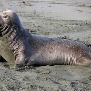 Elephant seal wallpaper