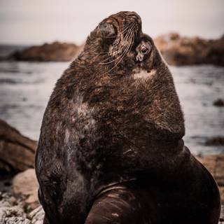 Elephant seal wallpaper
