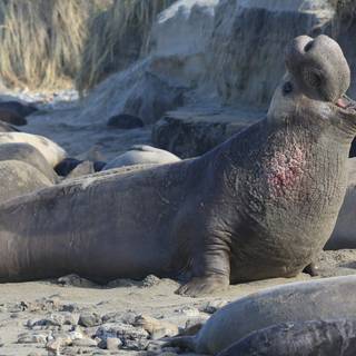 Elephant seal wallpaper
