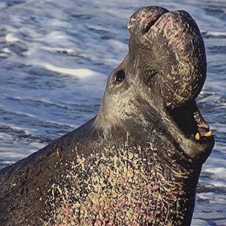 Elephant seal wallpaper