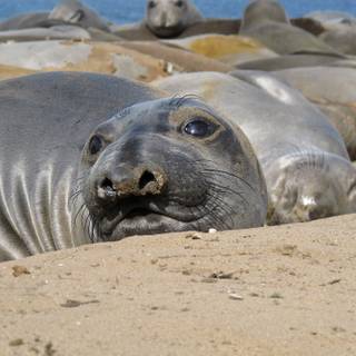 Elephant seal wallpaper